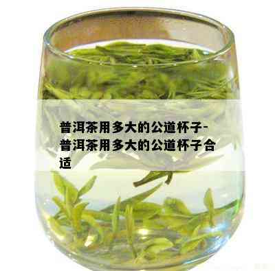 普洱茶用多大的公道杯子-普洱茶用多大的公道杯子合适