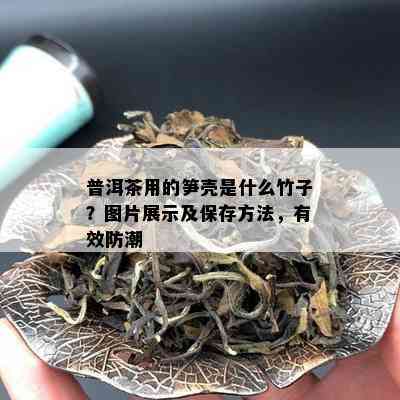 普洱茶用的笋壳是什么竹子？图片展示及保存方法，有效防潮