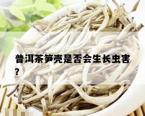 普洱茶笋壳是否会生长虫害？