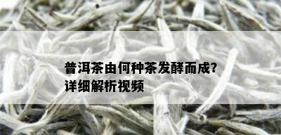 普洱茶由何种茶发酵而成？详细解析视频