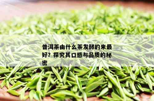 普洱茶由什么茶发酵的来更好？探究其口感与品质的秘密