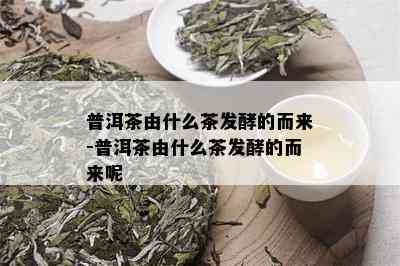 普洱茶由什么茶发酵的而来-普洱茶由什么茶发酵的而来呢