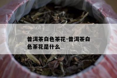 普洱茶白色茶花-普洱茶白色茶花是什么