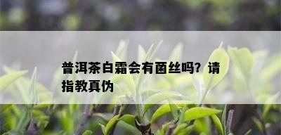 普洱茶白霜会有菌丝吗？请指教真伪