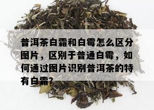 普洱茶白霜和白霉怎么区分图片，区别于普通白霉，如何通过图片识别普洱茶的特有白霜？