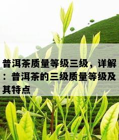 普洱茶质量等级三级，详解：普洱茶的三级质量等级及其特点