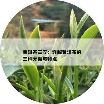 普洱茶三笠：详解普洱茶的三种分类与特点