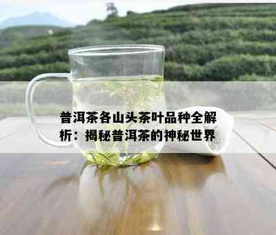 普洱茶各山头茶叶品种全解析：揭秘普洱茶的神秘世界