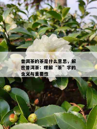 普洱茶的茶是什么意思，解密普洱茶：理解“茶”字的含义与重要性