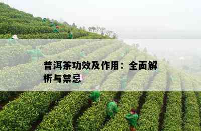 普洱茶功效及作用：全面解析与禁忌