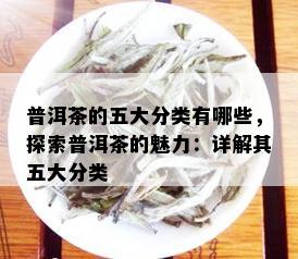 普洱茶的五大分类有哪些，探索普洱茶的魅力：详解其五大分类