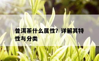 普洱茶什么属性？详解其特性与分类