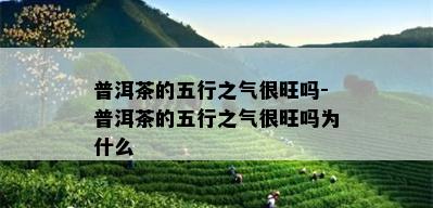 普洱茶的五行之气很旺吗-普洱茶的五行之气很旺吗为什么