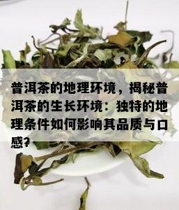 普洱茶的地理环境，揭秘普洱茶的生长环境：独特的地理条件如何影响其品质与口感？