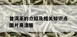 普洱茶的介绍及相关知识点图片高清版