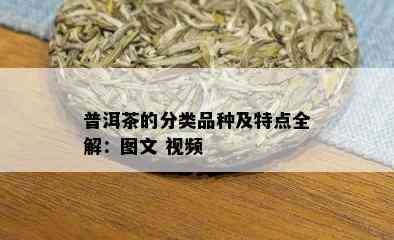 普洱茶的分类品种及特点全解：图文 视频