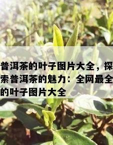 普洱茶的叶子图片大全，探索普洱茶的魅力：全网最全的叶子图片大全