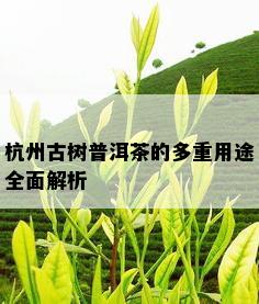 杭州古树普洱茶的多重用途全面解析