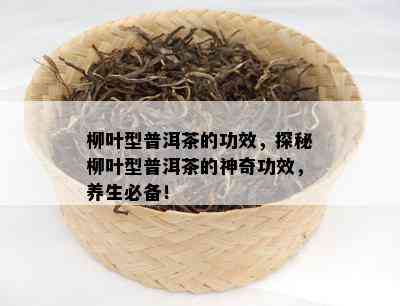 柳叶型普洱茶的功效，探秘柳叶型普洱茶的神奇功效，养生必备！