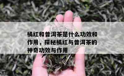 橘红和普洱茶是什么功效和作用，探秘橘红与普洱茶的神奇功效与作用