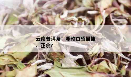 云南普洱茶：哪款口感更佳、正宗？