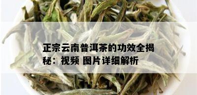 正宗云南普洱茶的功效全揭秘：视频 图片详细解析