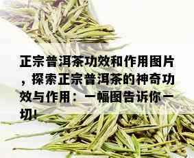 正宗普洱茶功效和作用图片，探索正宗普洱茶的神奇功效与作用：一幅图告诉你一切！