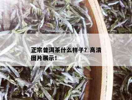 正宗普洱茶什么样子？高清图片展示！