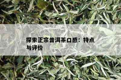 探索正宗普洱茶口感：特点与评价