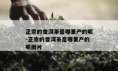 正宗的普洱茶是哪里产的呢-正宗的普洱茶是哪里产的呢图片