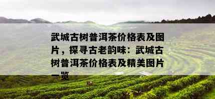 武城古树普洱茶价格表及图片，探寻古老韵味：武城古树普洱茶价格表及精美图片一览