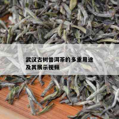 武汉古树普洱茶的多重用途及其展示视频