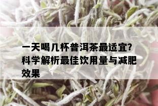 一天喝几杯普洱茶最适宜？科学解析更佳饮用量与减肥效果