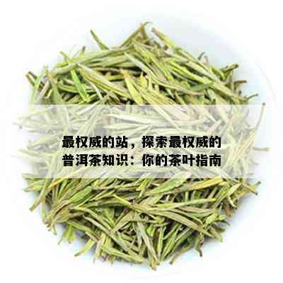 最权威的站，探索最权威的普洱茶知识：你的茶叶指南