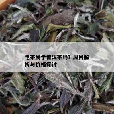 毛茶属于普洱茶吗？原因解析与价格探讨