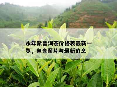 永年紫普洱茶价格表最新一览，包含图片与最新消息