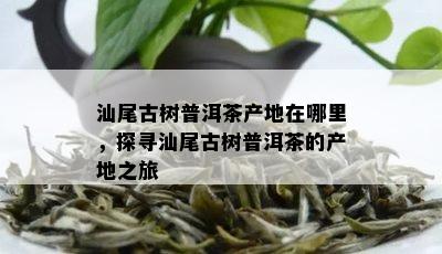 汕尾古树普洱茶产地在哪里，探寻汕尾古树普洱茶的产地之旅