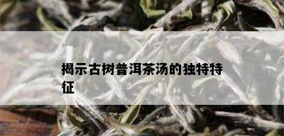 揭示古树普洱茶汤的独特特征