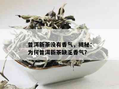 普洱新茶没有香气，揭秘：为何普洱新茶缺乏香气？