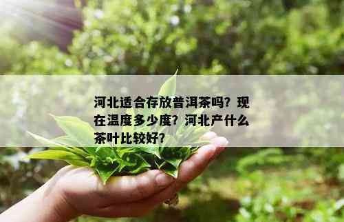 河北适合存放普洱茶吗？现在温度多少度？河北产什么茶叶比较好？