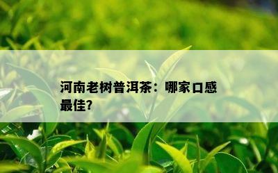 河南老树普洱茶：哪家口感更佳？