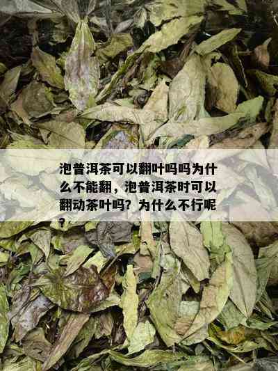 泡普洱茶可以翻叶吗吗为什么不能翻，泡普洱茶时可以翻动茶叶吗？为什么不行呢？