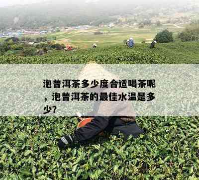 泡普洱茶多少度合适喝茶呢，泡普洱茶的更佳水温是多少？