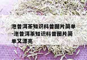 泡普洱茶知识科普图片简单-泡普洱茶知识科普图片简单又漂亮