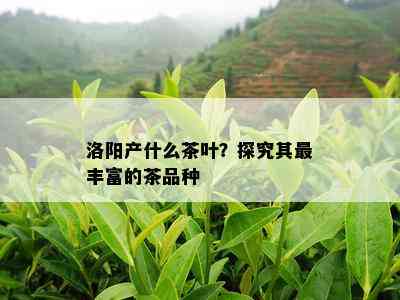 洛阳产什么茶叶？探究其最丰富的茶品种