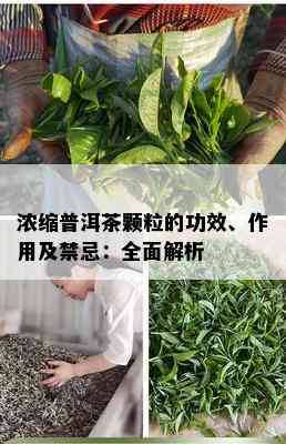 浓缩普洱茶颗粒的功效、作用及禁忌：全面解析