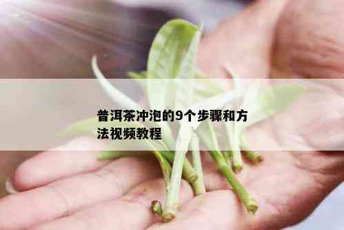 普洱茶冲泡的9个步骤和方法视频教程