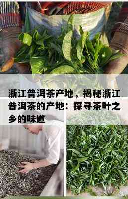 浙江普洱茶产地，揭秘浙江普洱茶的产地：探寻茶叶之乡的味道