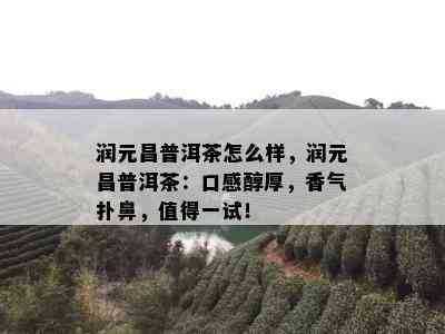 润元昌普洱茶怎么样，润元昌普洱茶：口感醇厚，香气扑鼻，值得一试！