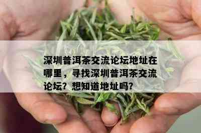 深圳普洱茶交流论坛地址在哪里，寻找深圳普洱茶交流论坛？想知道地址吗？